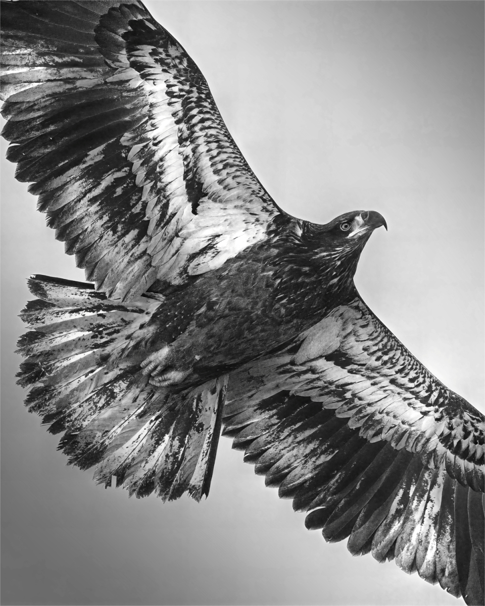 Nowak Mirek Juvenile Bald Eagle Print   Mono   Class A 20260211